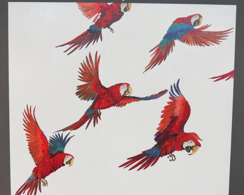 Scarlet Macaws - Jenny Keith